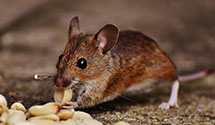 24 Hour & Emergency Exterminators in Loganton, PA